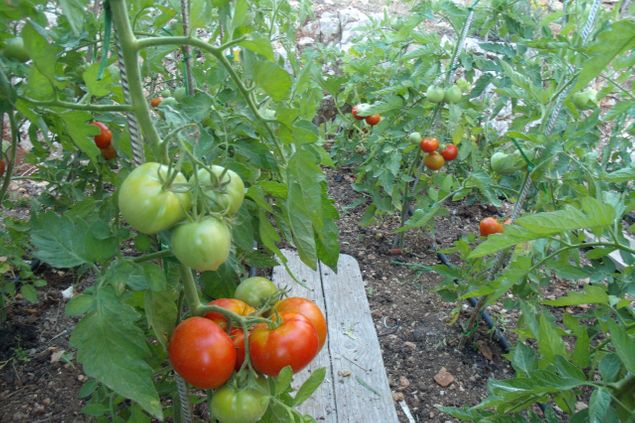 You can eat them like an aple straight from the garden ,or You can make delicious pasta sauce.It is up to Your imagination.